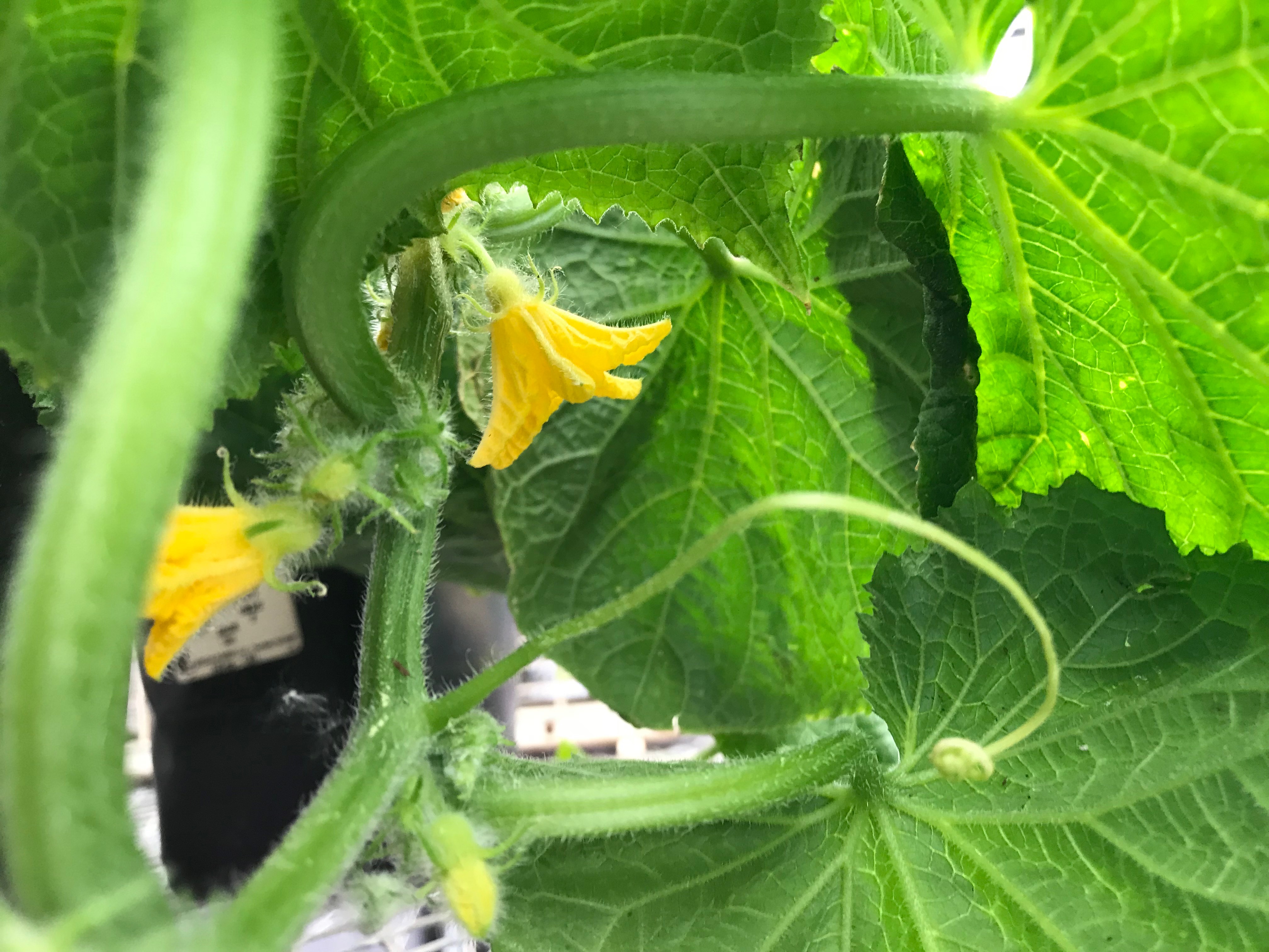 cucumber plant